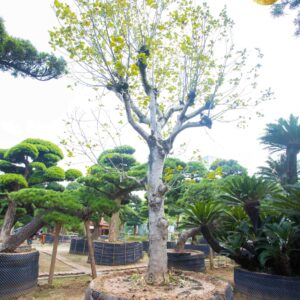 Cây Hoa Mộc
