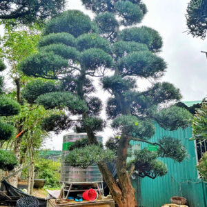 Cây tùng 19331