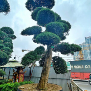 Cây tùng 20053