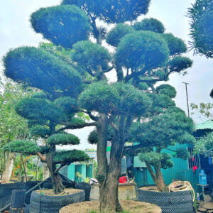 Cây tùng 21106