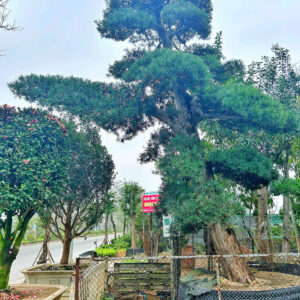 Cây tùng 221236
