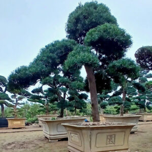 Cây tùng 221416