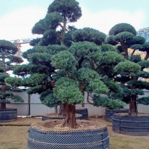 Cây tùng 22392