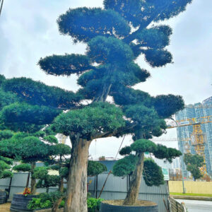 Cây tùng 22501