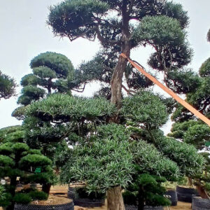 Cây tùng 22509