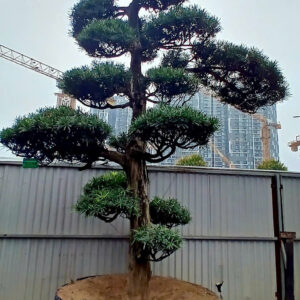 Cây tùng 22516
