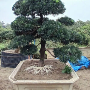 Cây tùng 22611