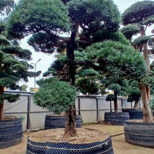 Cây tùng 22648