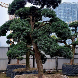 Cây tùng 22708