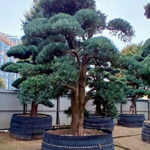 Cây tùng 241019