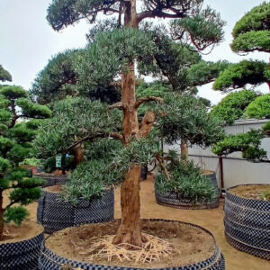 Cây tùng 241047