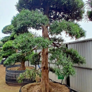 Cây tùng 241048