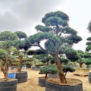 Cây tùng 241118