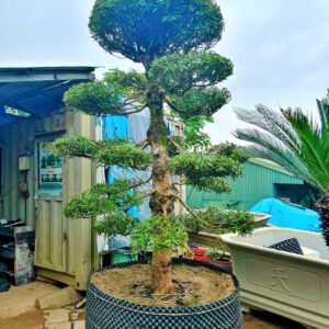 Cây tùng 241437