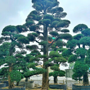 Cây tùng 241836