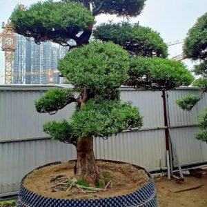 Cây tùng 241923