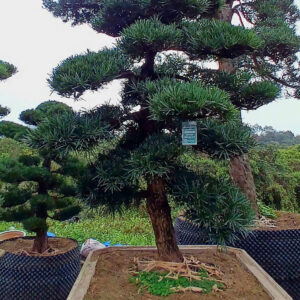Cây tùng 24391