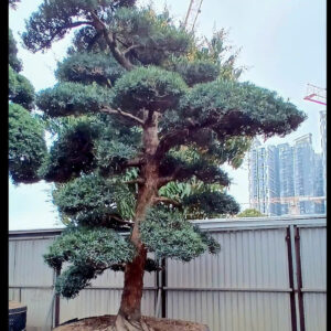 Cây tùng 24996
